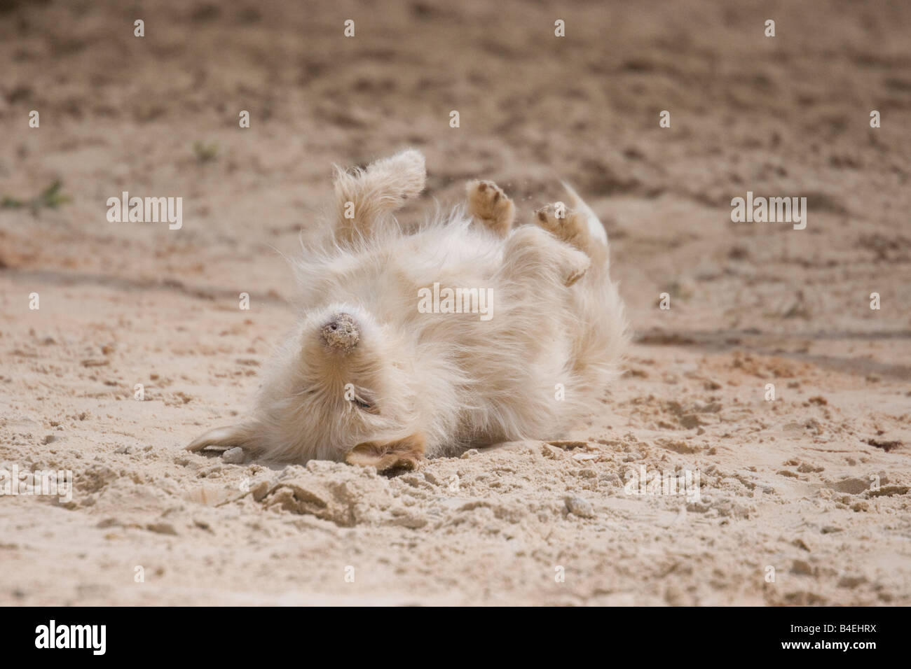 Dog having fun in Portugal Stock Photo Alamy