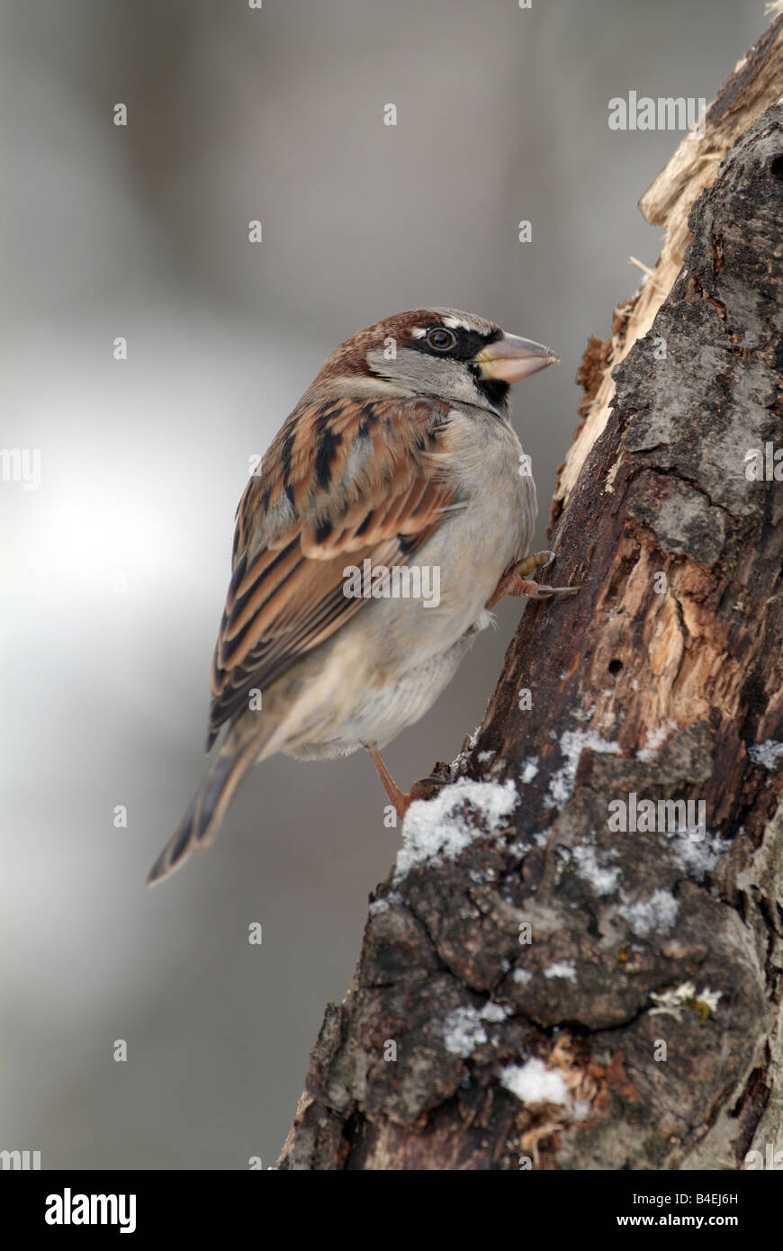 House Sparrow (Passer domesticus), male clinging to snowy tree trunk Stock Photo