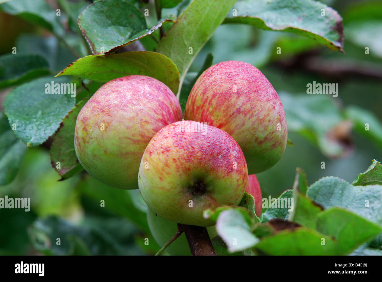 Nt orchard hires stock photography and images Alamy