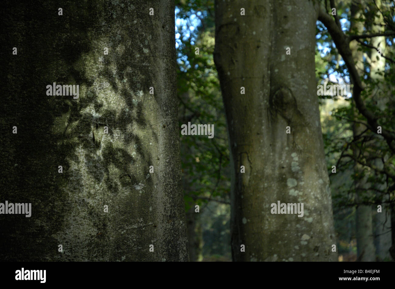Canopy shadows hi-res stock photography and images - Alamy