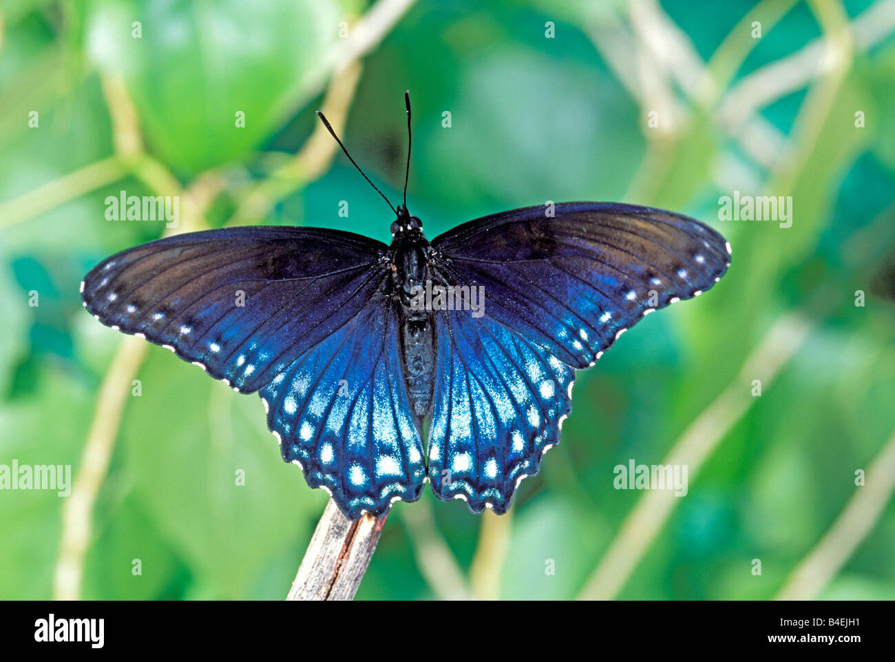 Red-spotted Purple Limentis arthemis Stock Photo