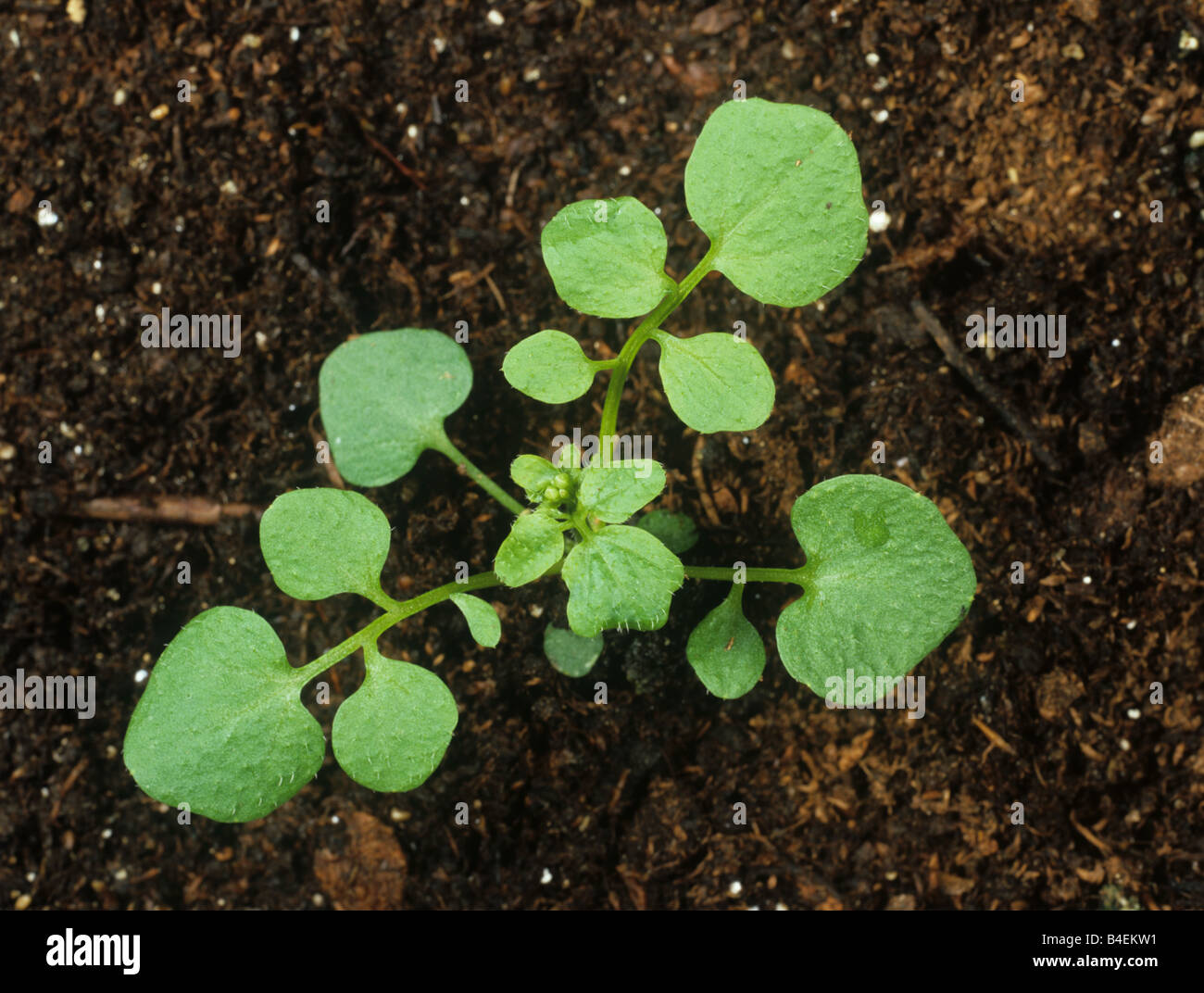 Young hairy bittercress Cardamine hirsuta plant against a soil background Stock Photo