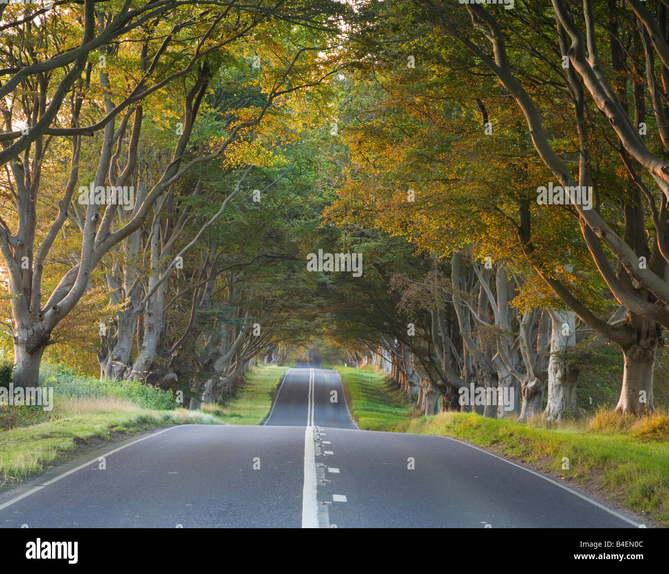 Avenue of Beech Trees line the B3082 road on the Kingston Lacey Estate Dorset England Stock Photo