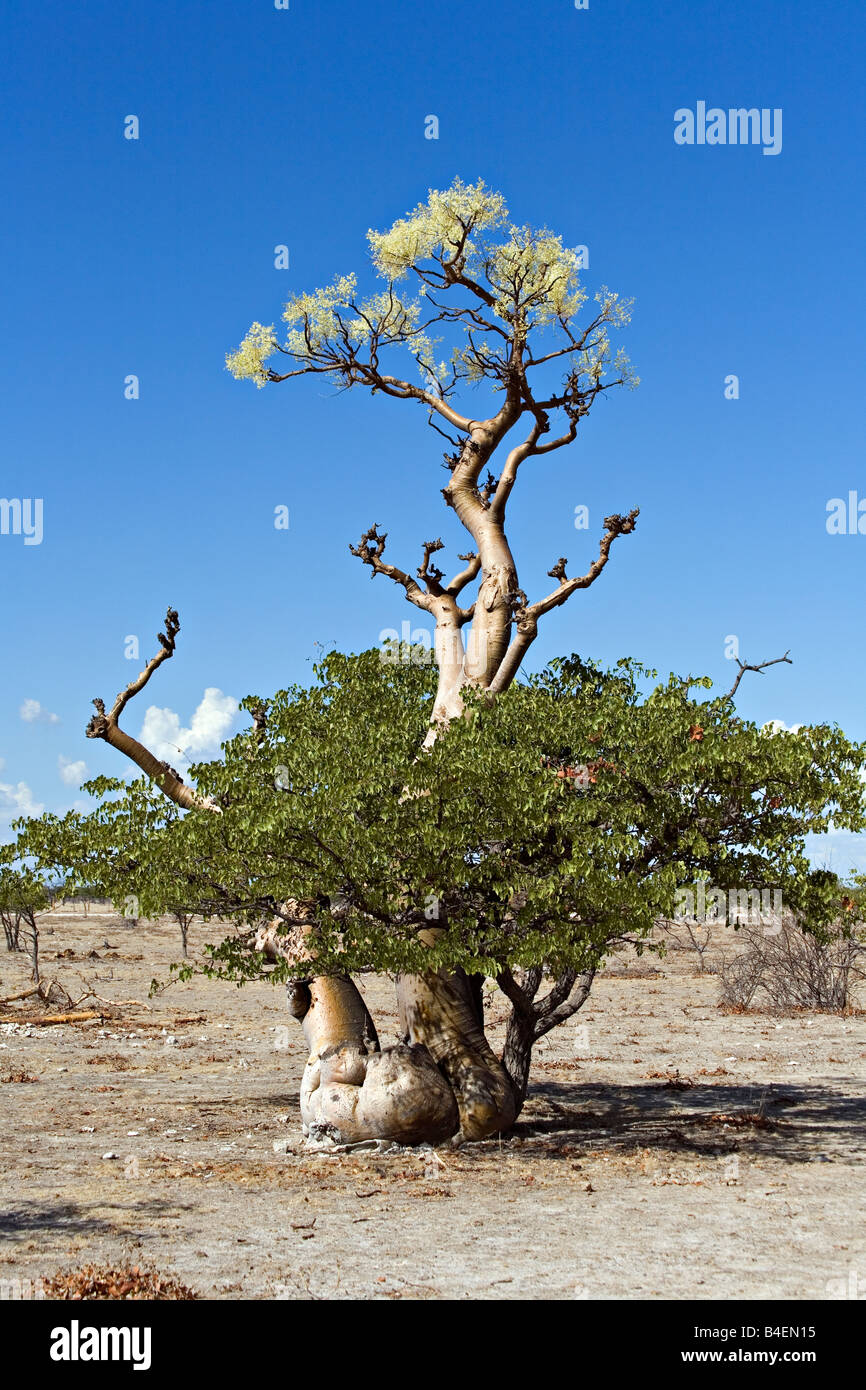 A fine specimen of Moringa ovalifolia in new leaf in the Ghost Tree Forest in Etosha National Park Namibia Stock Photo