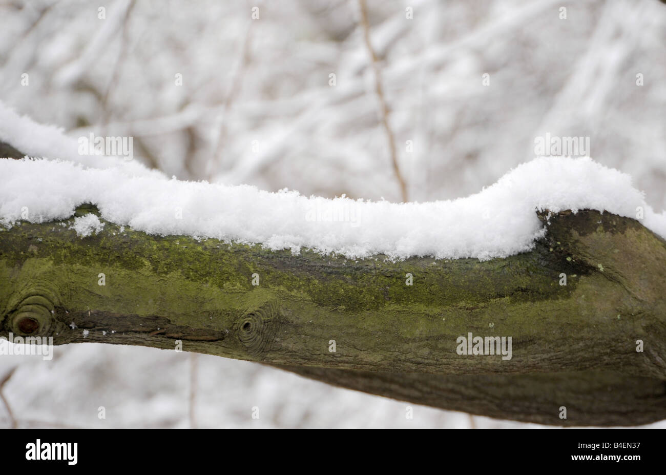 snow covered tree branch Stock Photo - Alamy