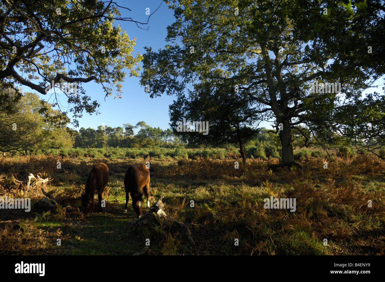 New Forest ponies foraging under oak trees in autumn sunshine Stock Photo