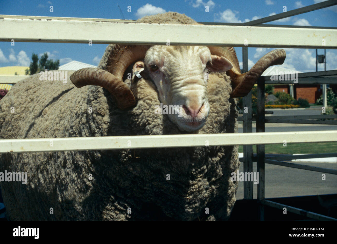 Ram looking through fence at farm. South Africa Stock Photo Alamy