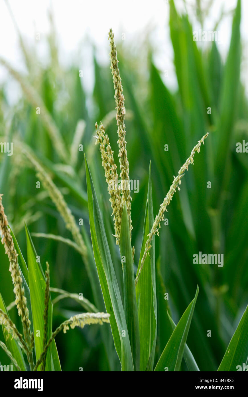 Corn tassel hires stock photography and images Alamy