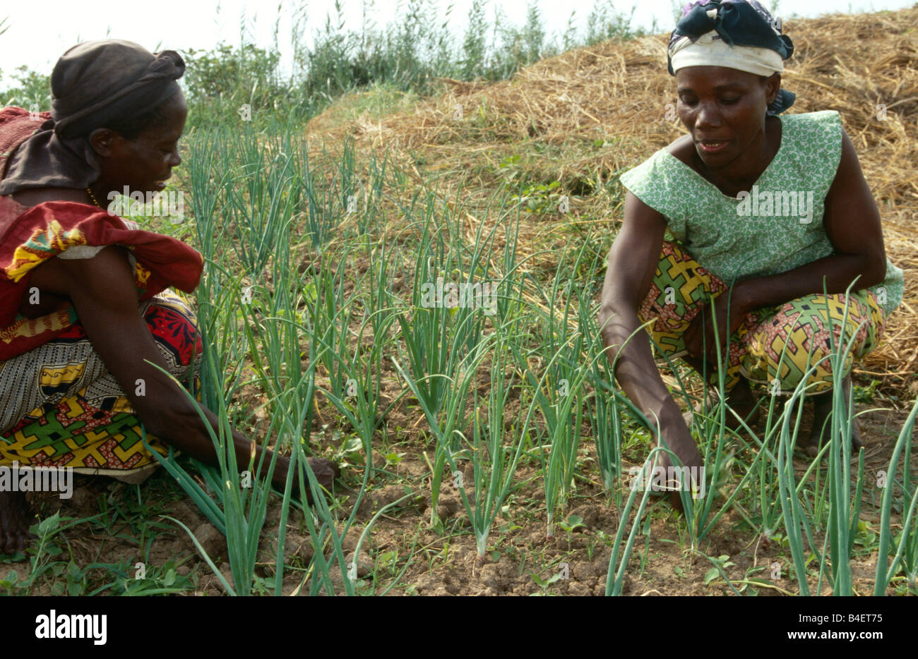Women harvesting spring onions on farm. Uganda Stock Photo Alamy