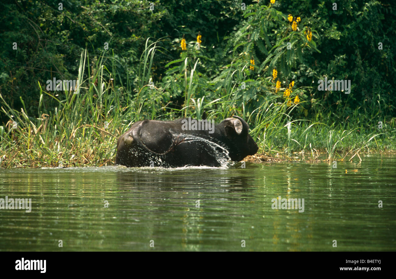 Water buffalo bathing in river, Uganda Stock Photo Alamy