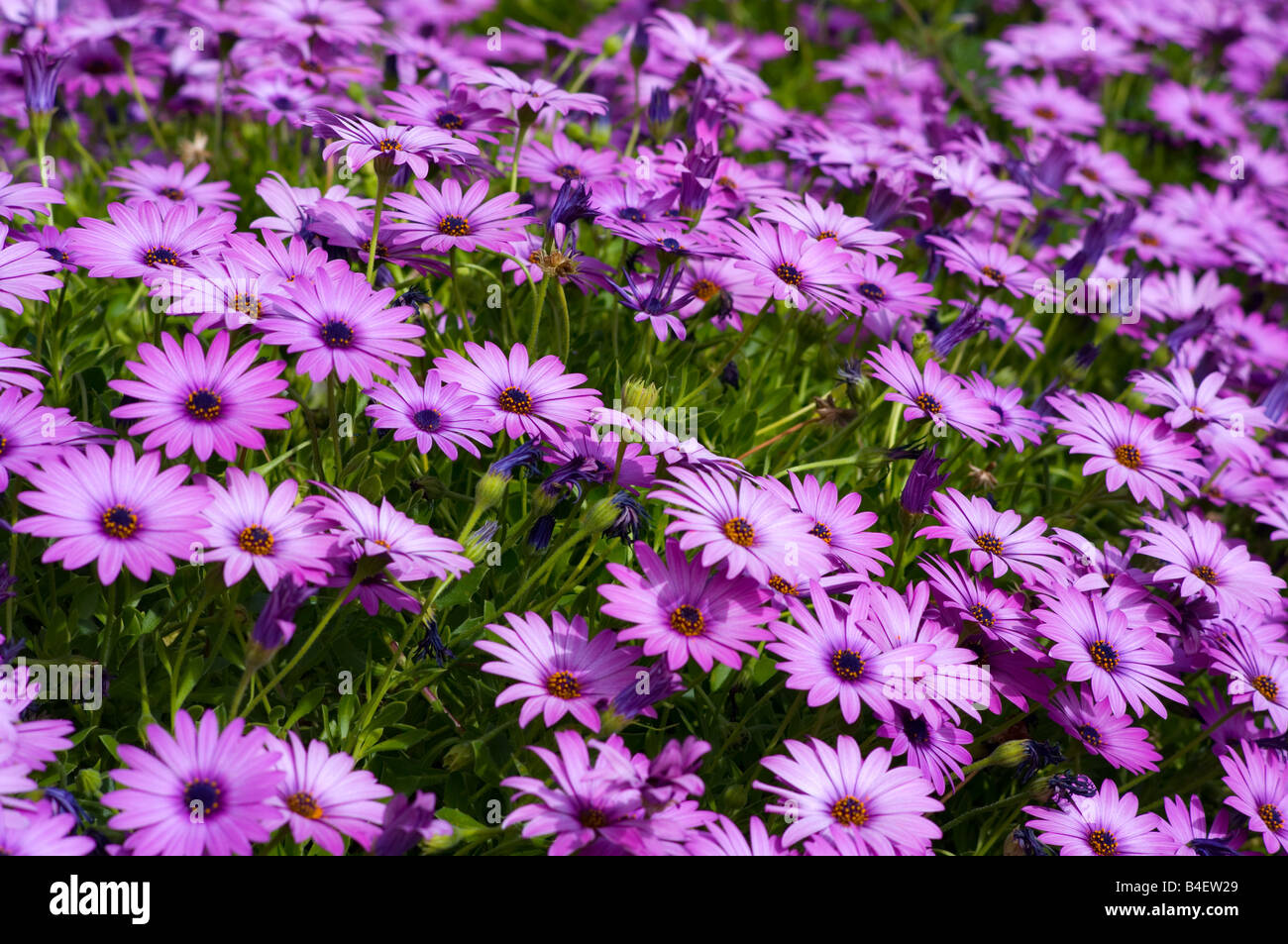 Purple flowers in Sydney Spring Stock Photo Alamy