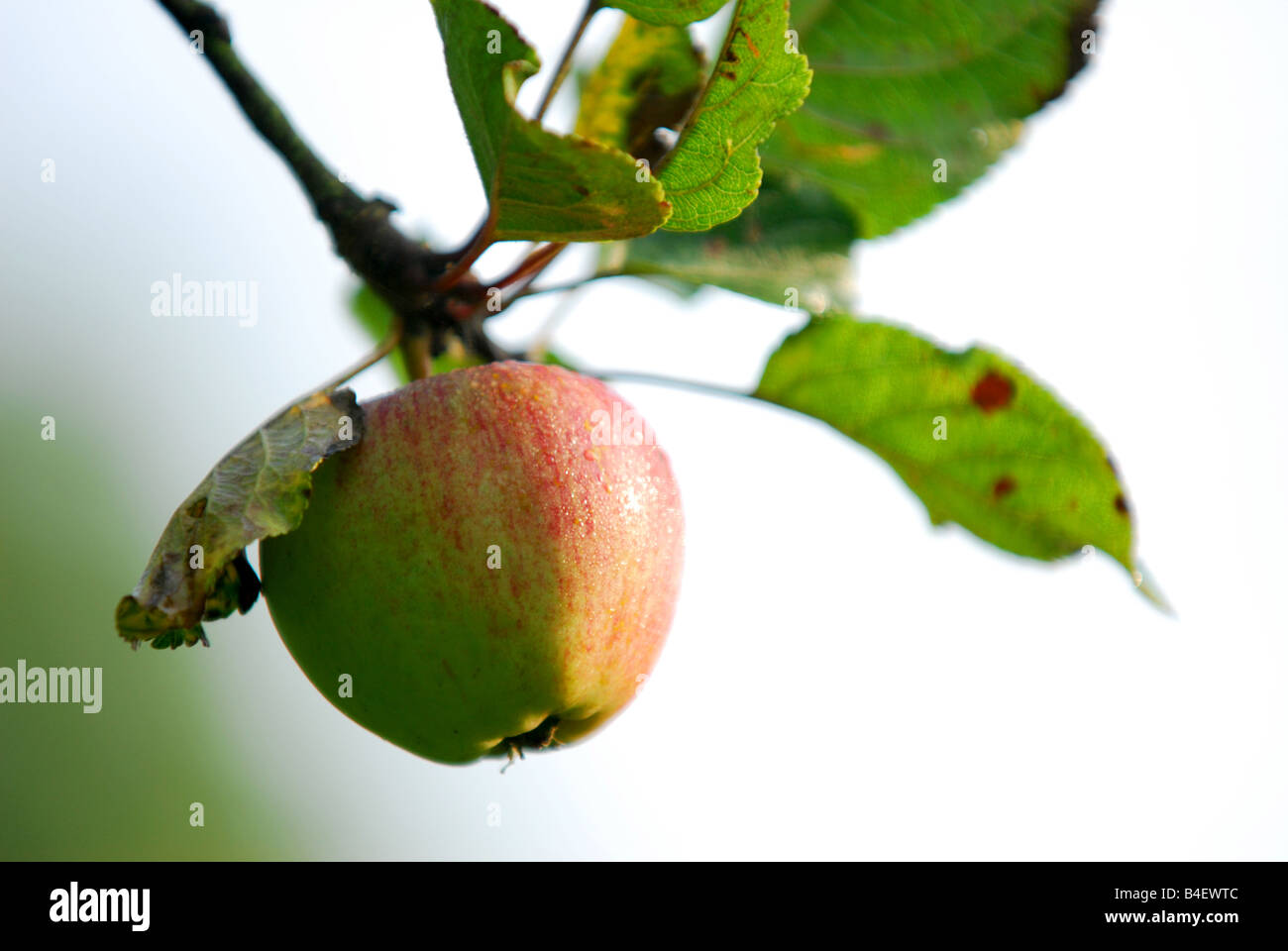 apples ready for picking in an orchard on the National Trust Killerton Estate near Exeter in Devon Stock Photo