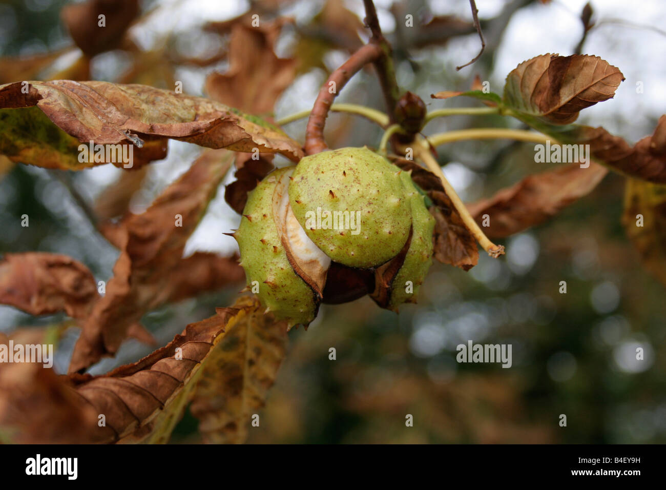 Horse chesnut Stock Photo