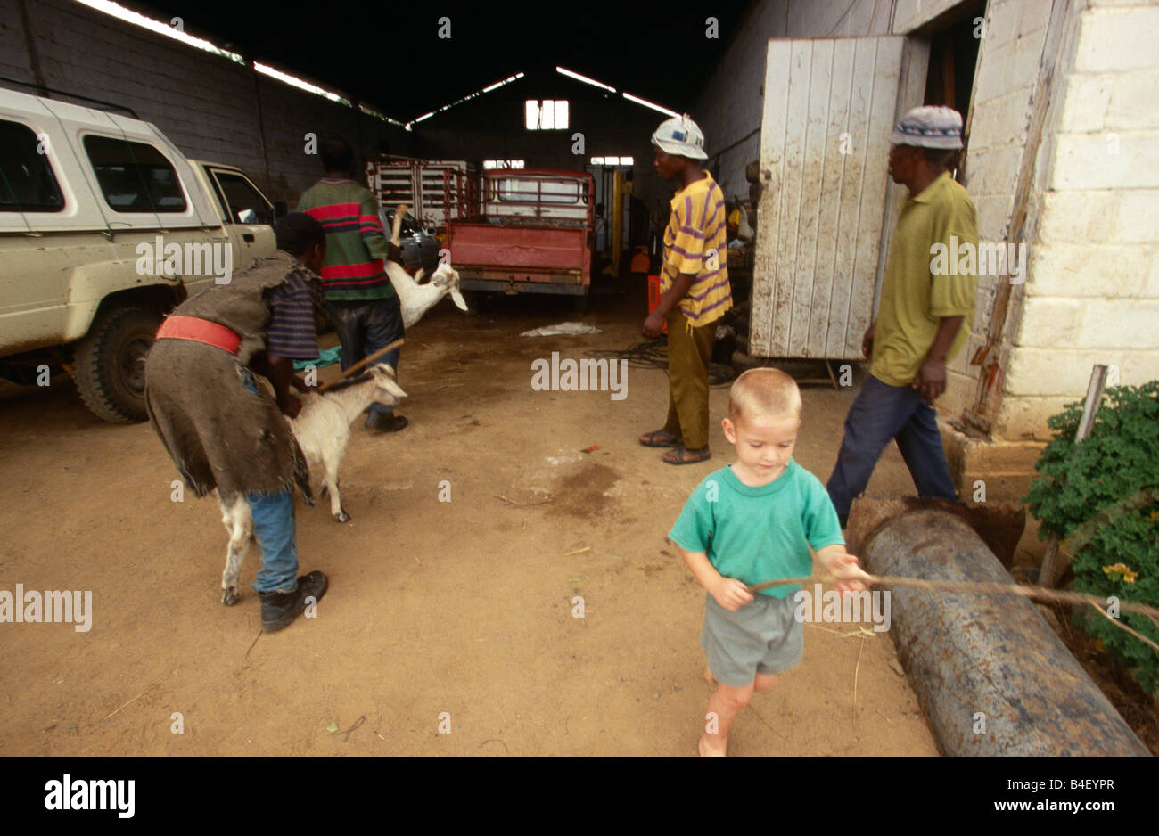 Workers at a livestock farm in South Africa Stock Photo Alamy