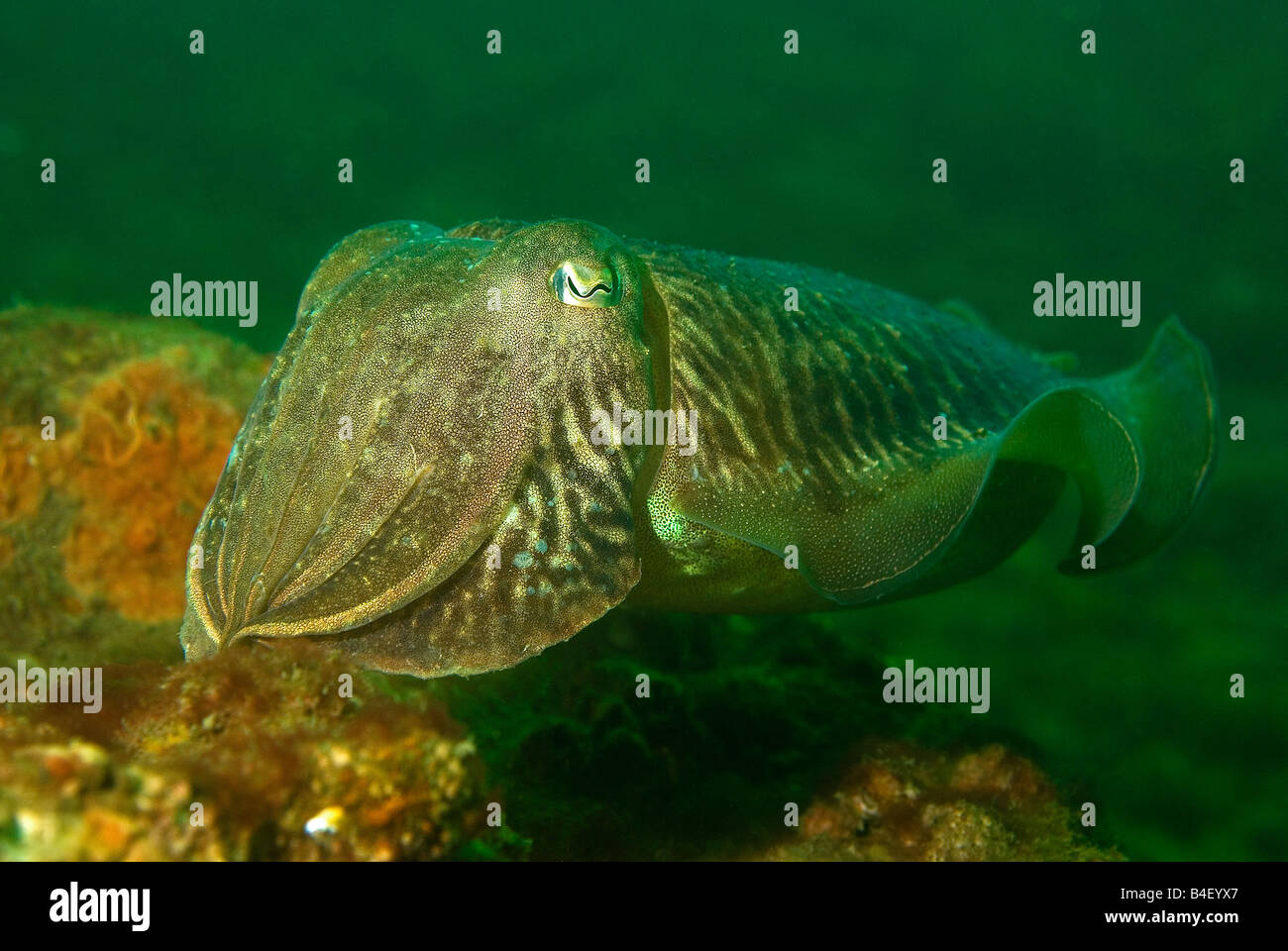 cuttle fish on the adelaide Stock Photo