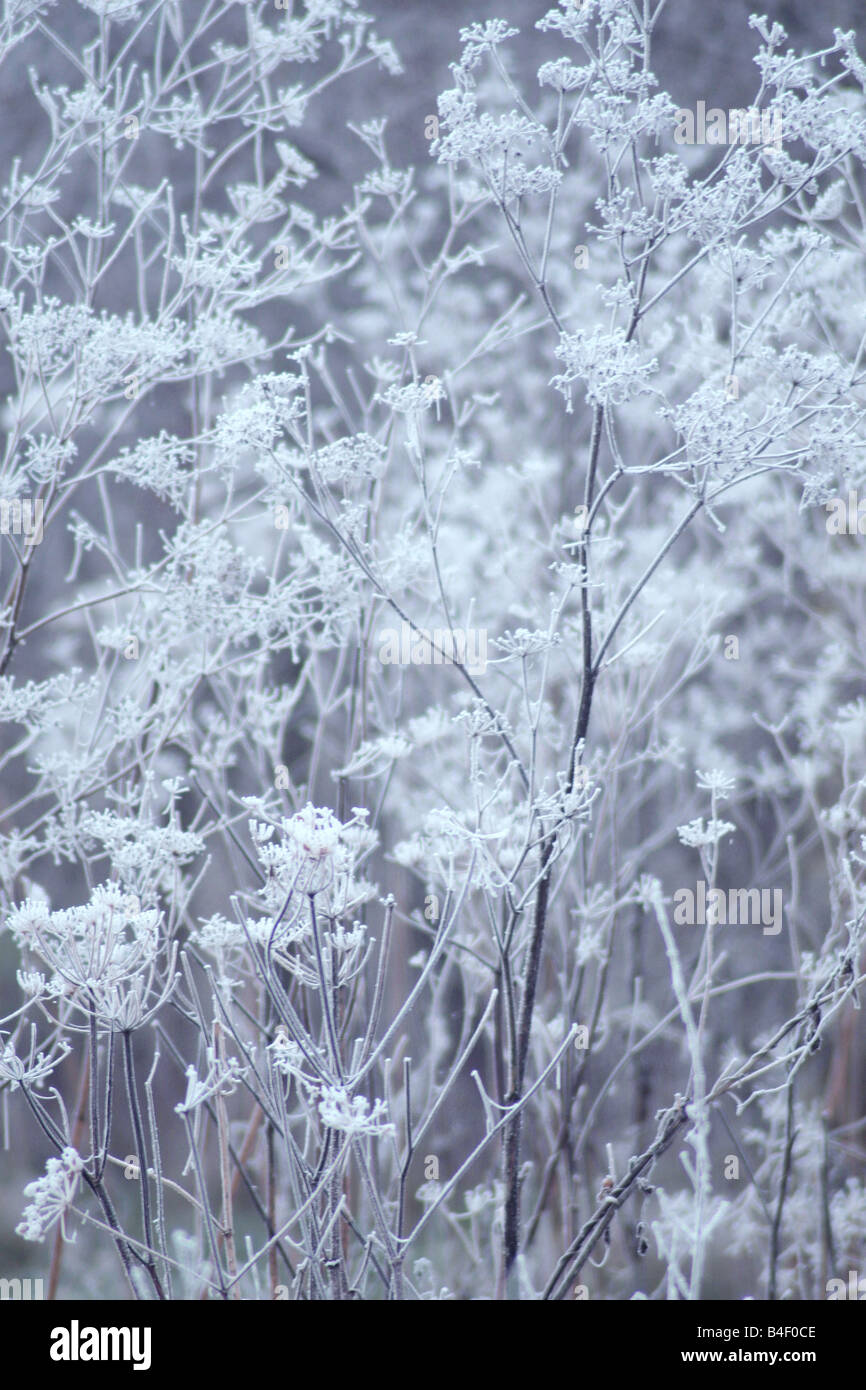 frosty winter scene Stock Photo - Alamy