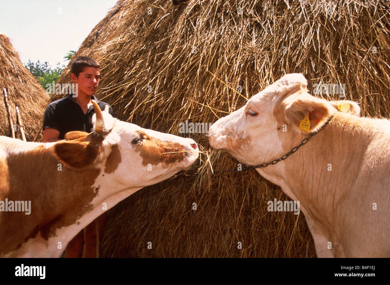 Farm worker with cattle feeding from haystack, Kosovo, Balkans, Southeastern Europe Stock Photo