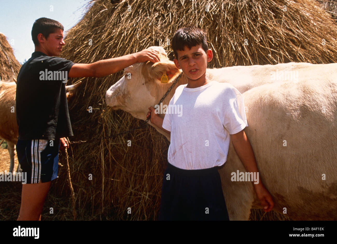 Boys attending to cows in farm, Kosovo Stock Photo