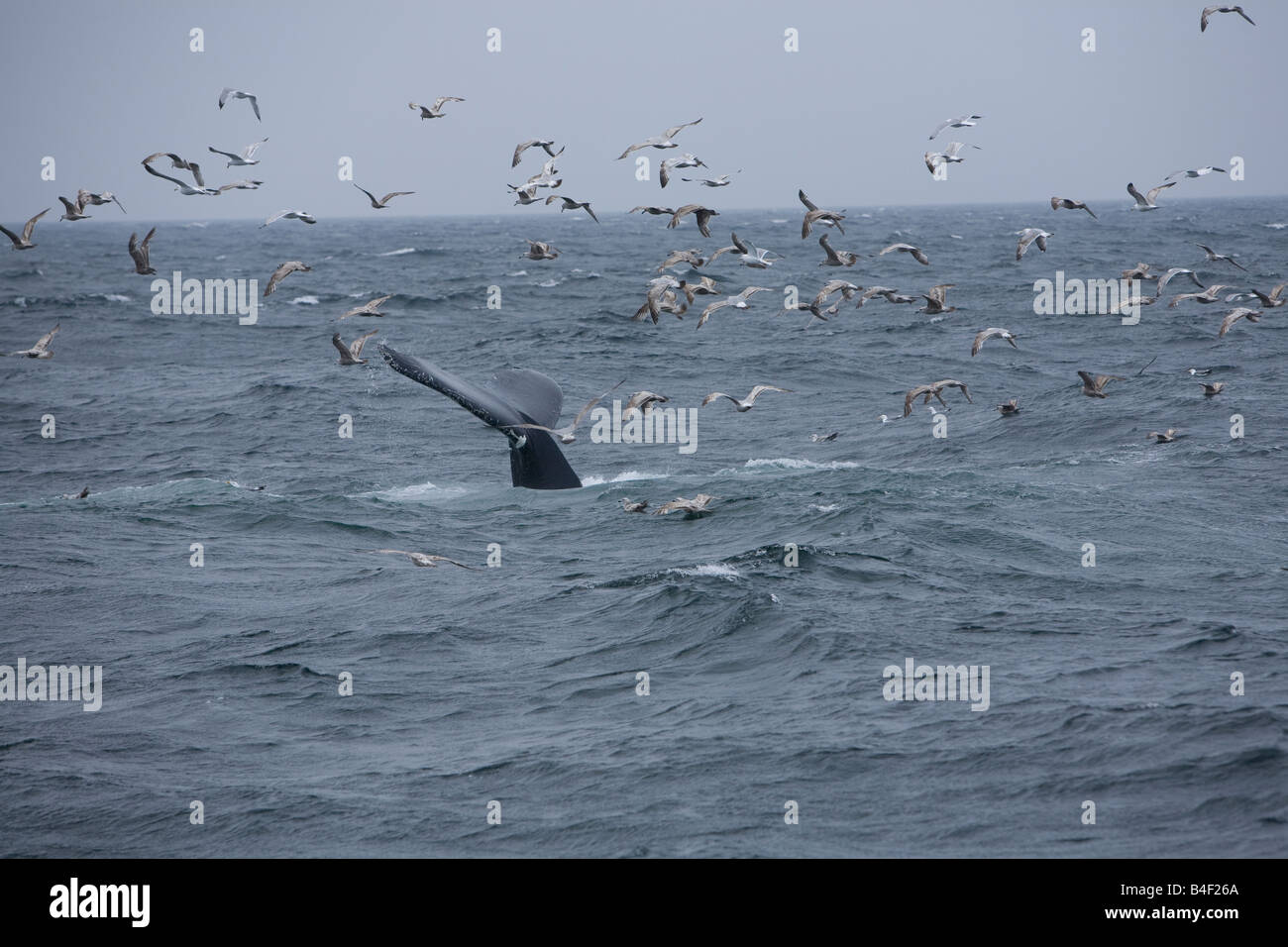 Humpback whales Megaptera diving or kick feeding displaying their flukes tails Stock Photo