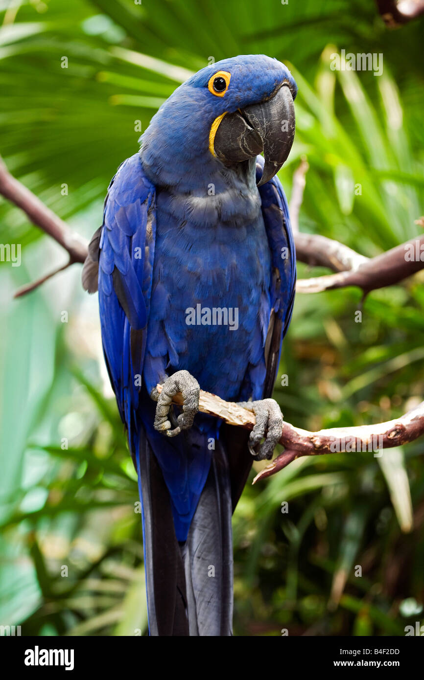 Hyacinth Macaw (Anodorhynchus hyacinthinus Stock Photo - Alamy