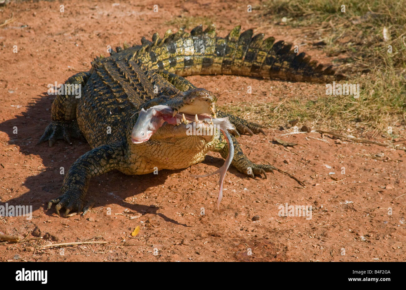 Australian Estuarine salt water crocodile Crocodylus porosus Stock Photo