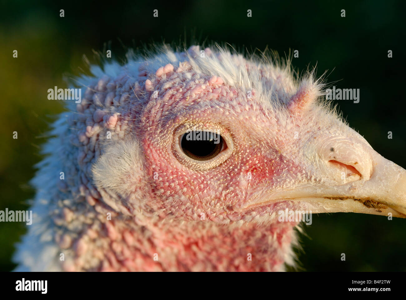 Stock photo of a white domestic Turkeys head Stock Photo