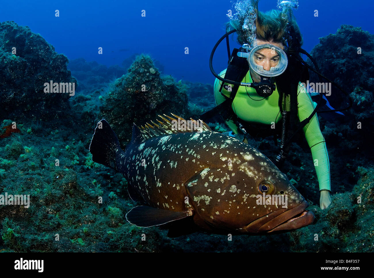 diver and grouper Stock Photo
