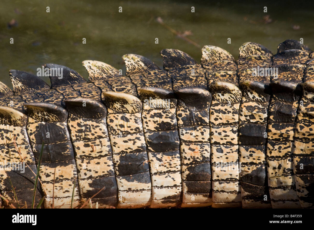 Dorsal scales of the Australian Estuarine salt water crocodile Crocodylus porosus Stock Photo