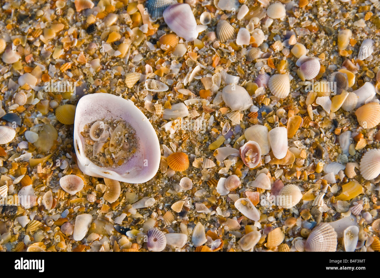 India sea shells hires stock photography and images Alamy