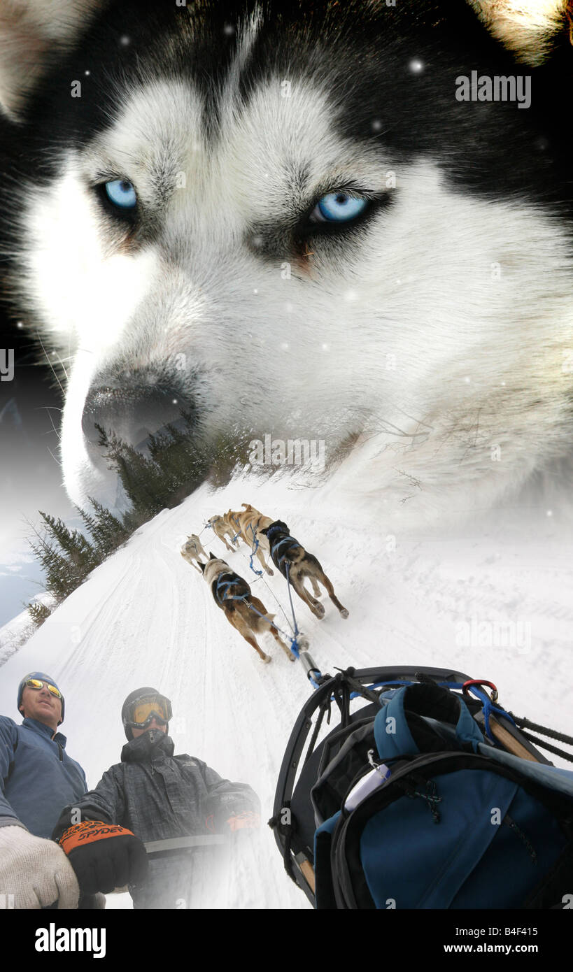 Siberian Husky Dog sled ride in canada montage Stock Photo