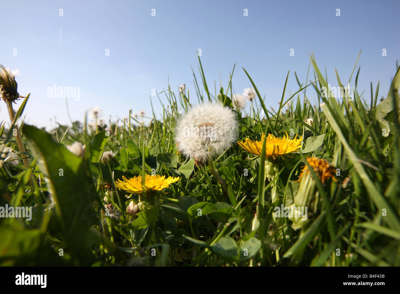 Meadow with dandelion and daisy flowers Stock Photo - Alamy
