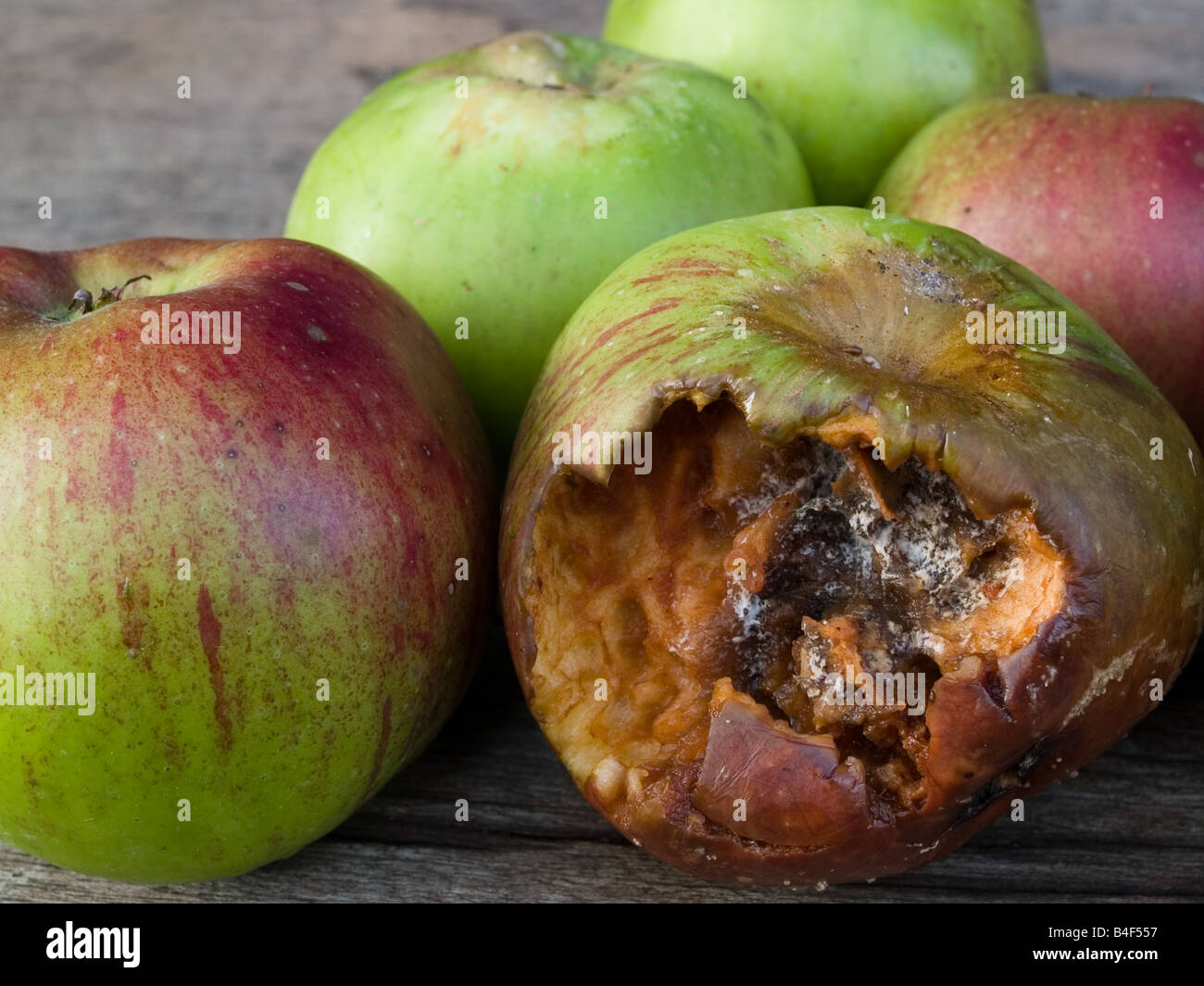 rotting apple decaying fruit Stock Photo