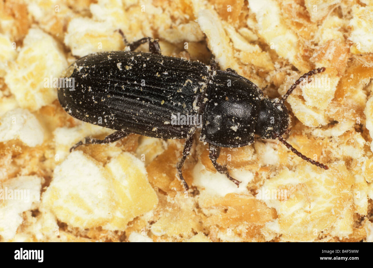 Yellow mealworm Tenebrio molitor adult beetle on bran meal Stock Photo