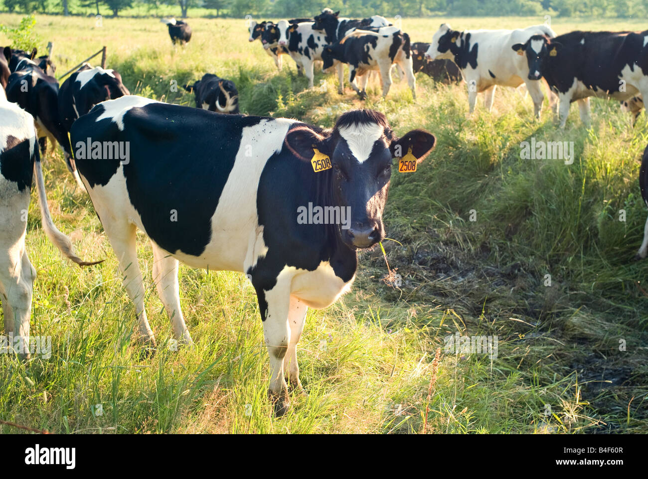 Dairy Cows on a Farm in Vermont USA Stock Photo