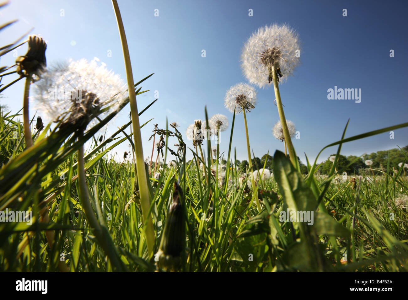 Meadow with dandelion and daisy flowers Stock Photo - Alamy