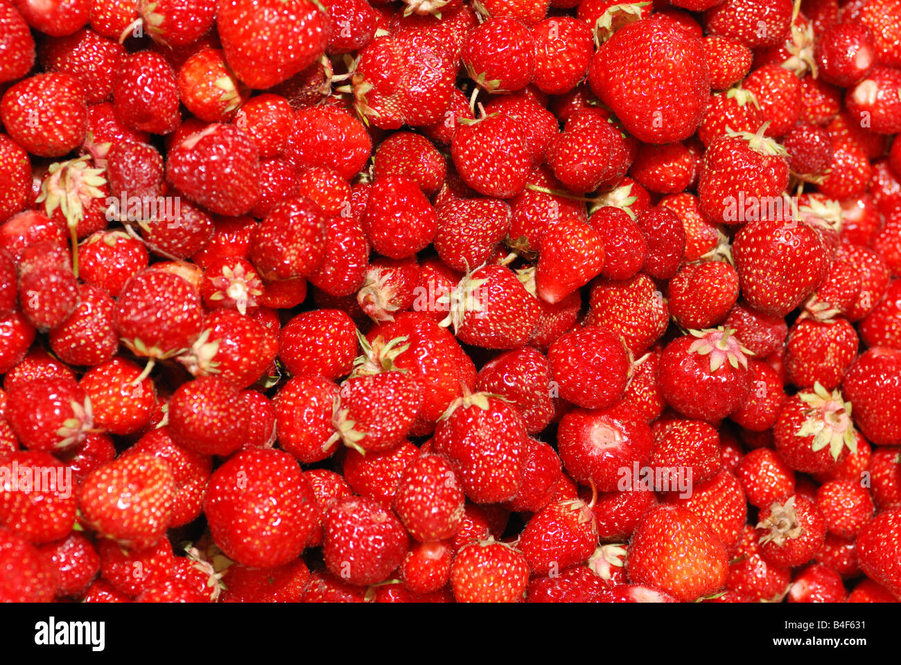 Strawberry background A lot of bright are fresh berries of a strawberry