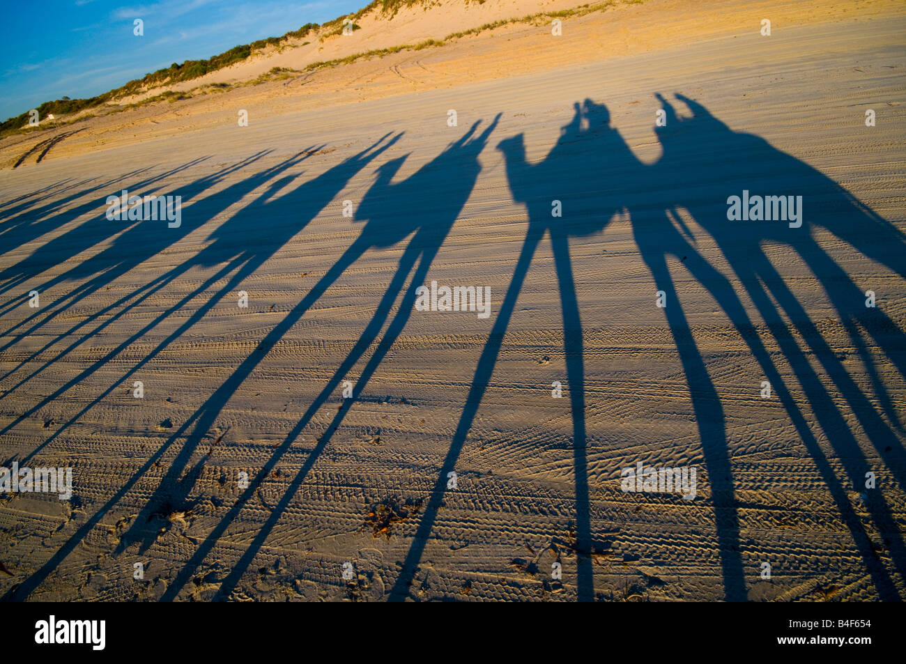 Shadows of camel riding tour on the sand at sunset on Cable Beach Broome Western Australia Stock Photo