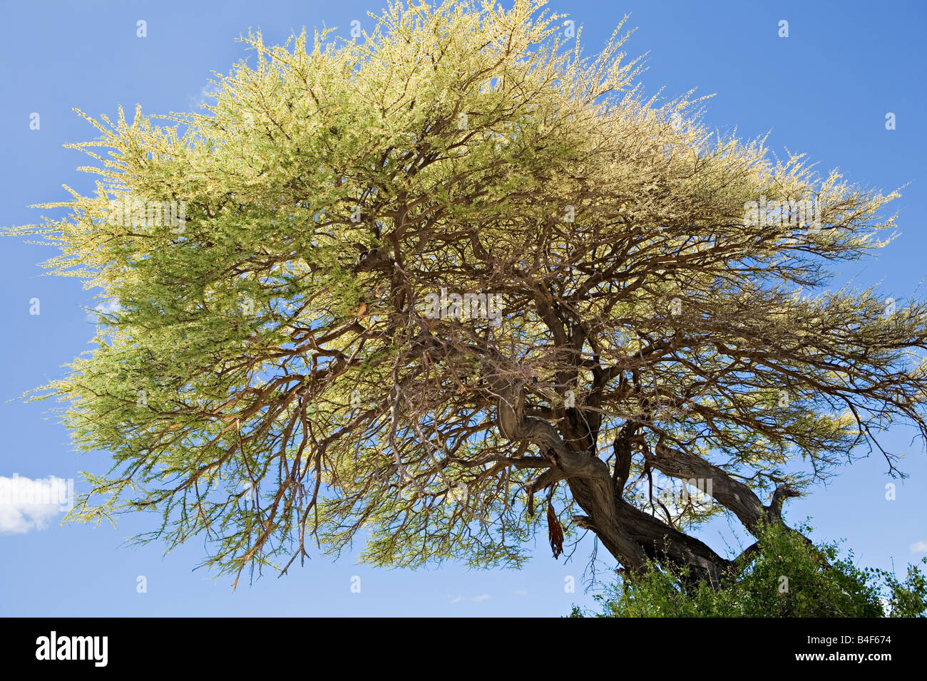 Blooming Acacia Tree In Etosha National Park Namibia Stock Photo Alamy blooming-acacia-tree-in-etosha-national-park-namibia-stock-photo-alamy