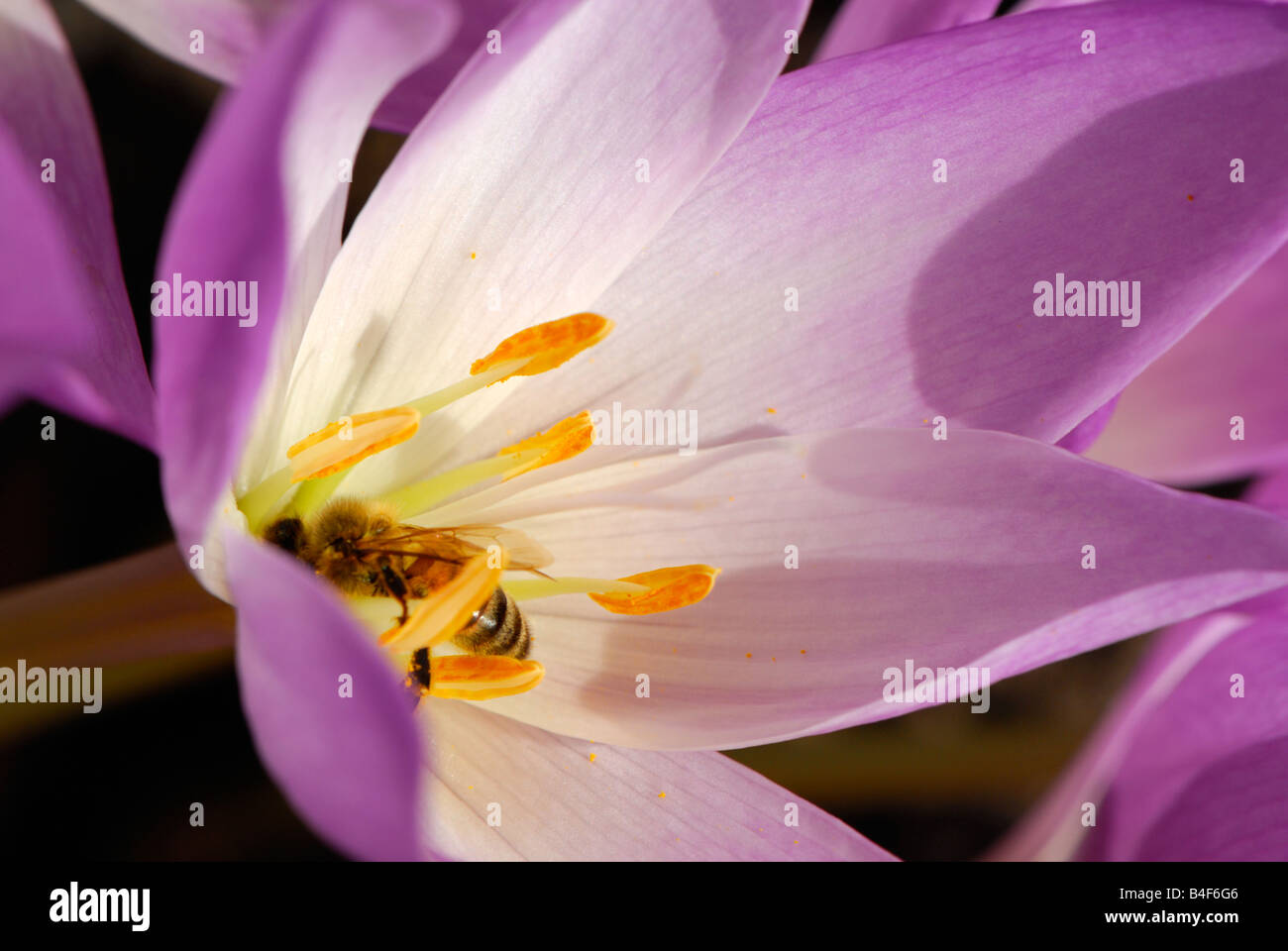 Autumn Crocus, Colchicum William Dykes (Colchicaceae), with honey bee Stock Photo