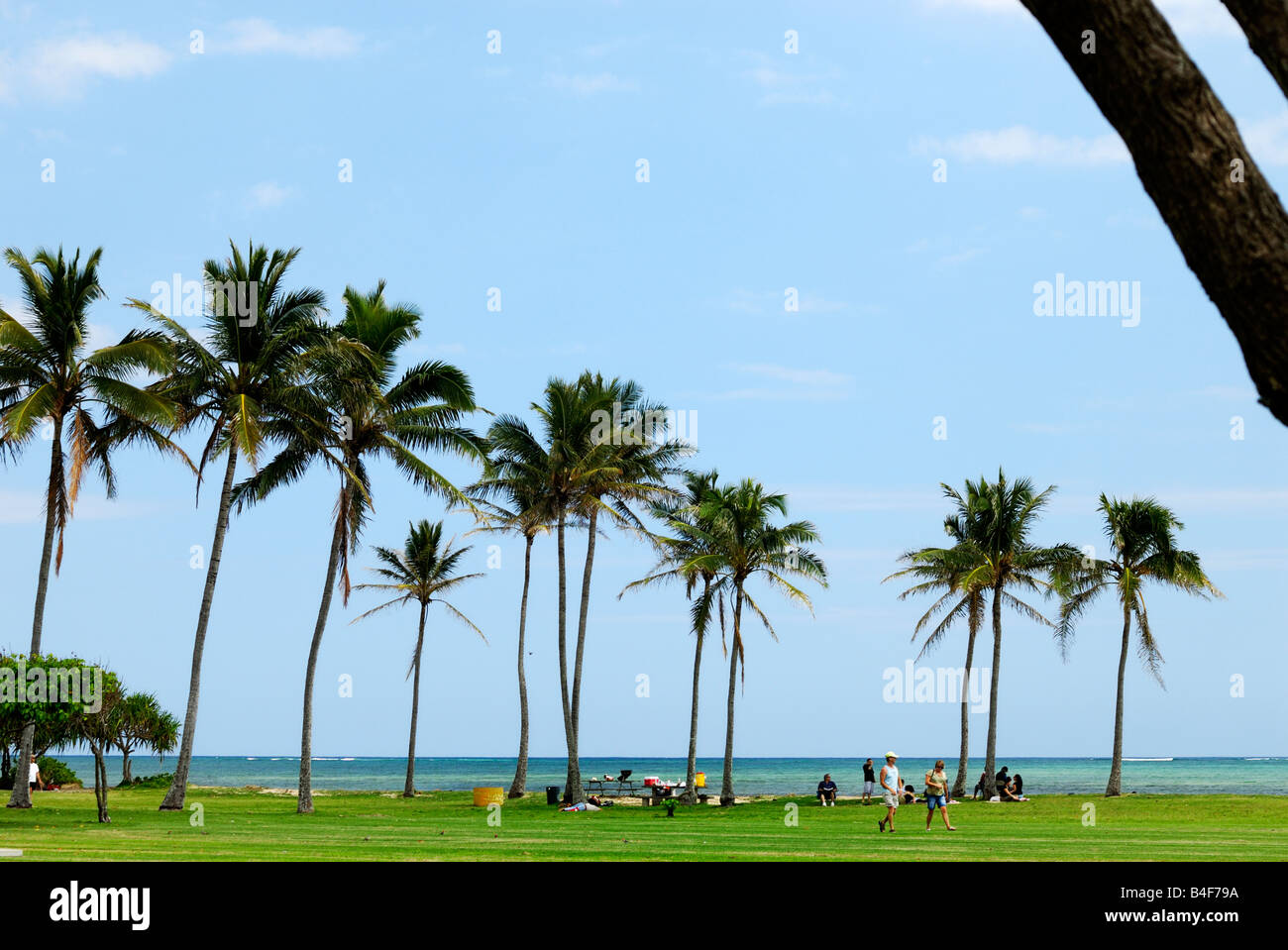 Kualoa Park and Palm trees on the windward side of O'ahu Hawaii Stock