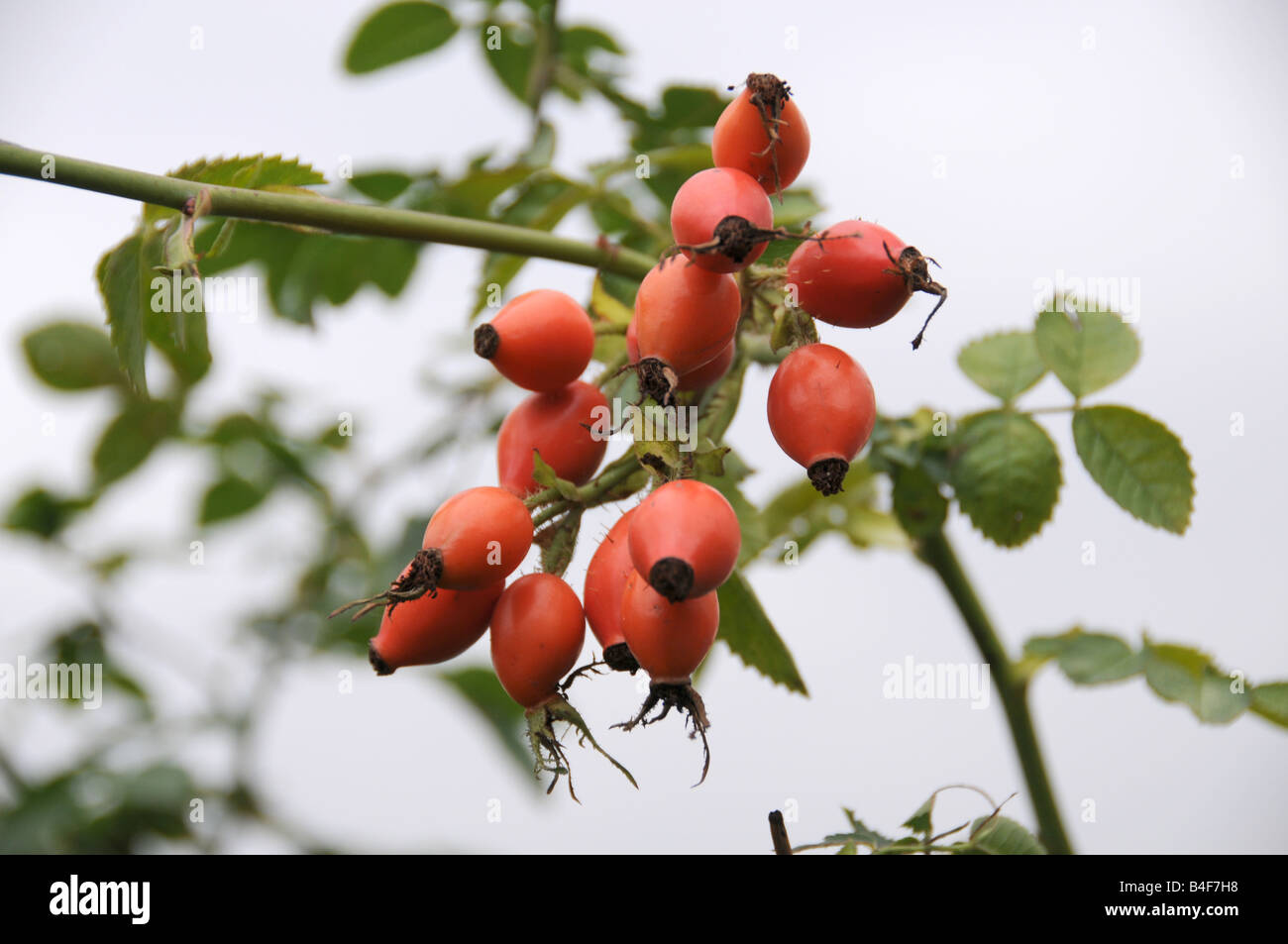 Green fruit rose hi-res stock photography and images - Alamy