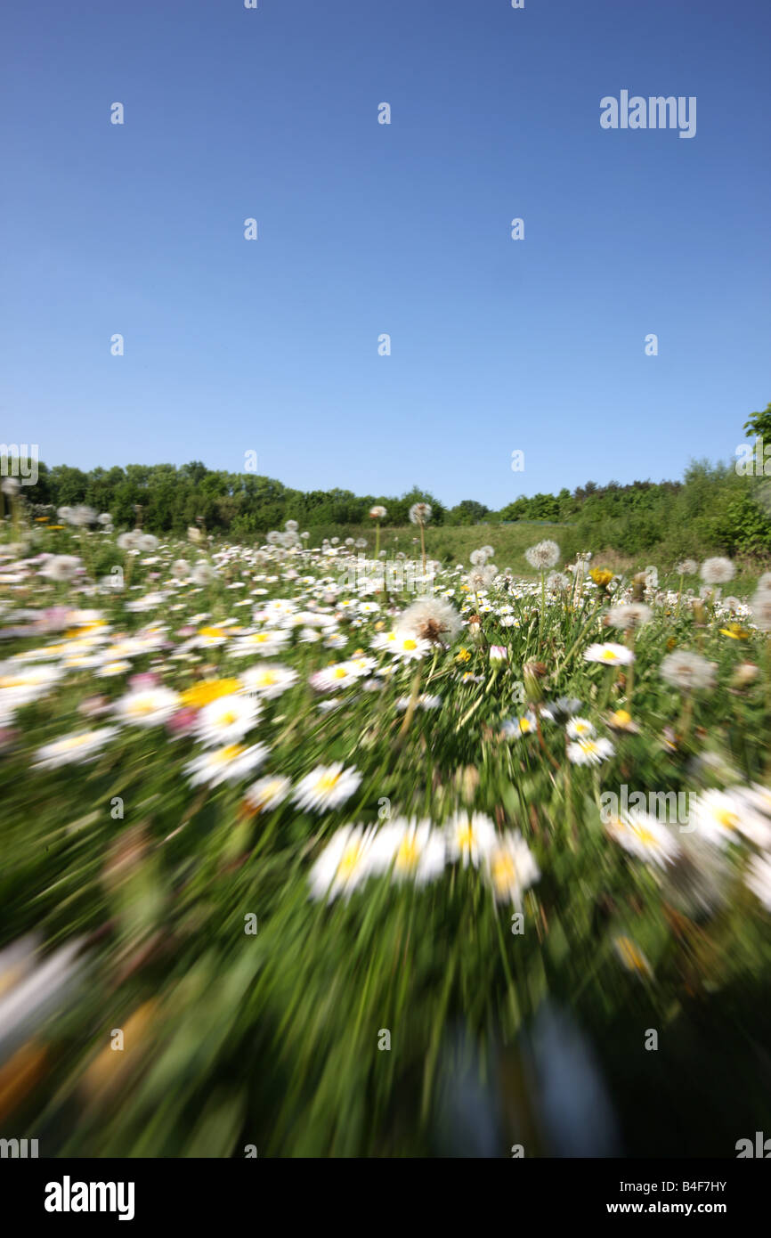 Dandelion daisy flowers hi-res stock photography and images - Alamy