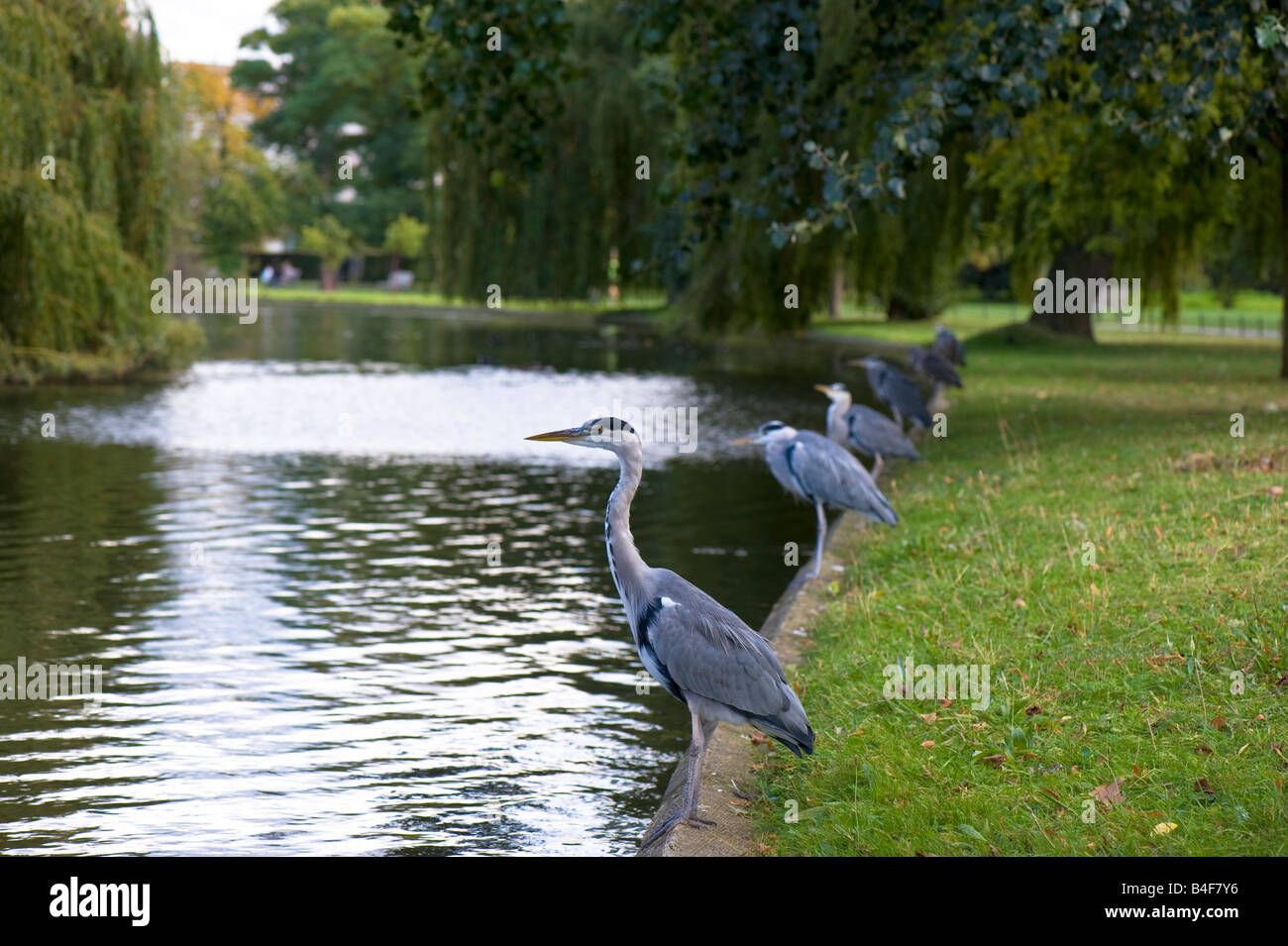 Gray herons by lake Regents Park London United Kingdom Stock Photo
