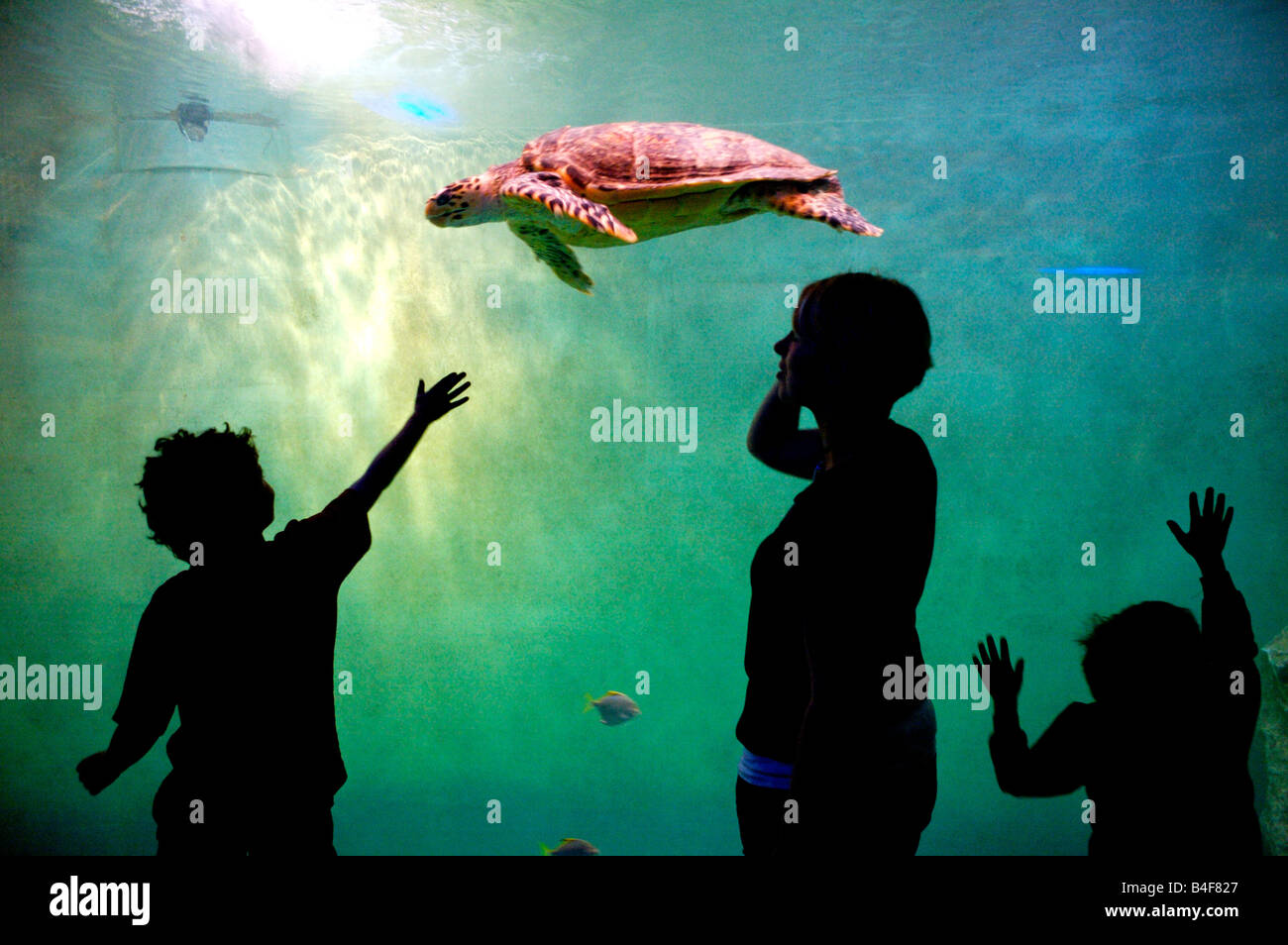 Children watching a turtle swimming in an Aquarium, France Stock Photo