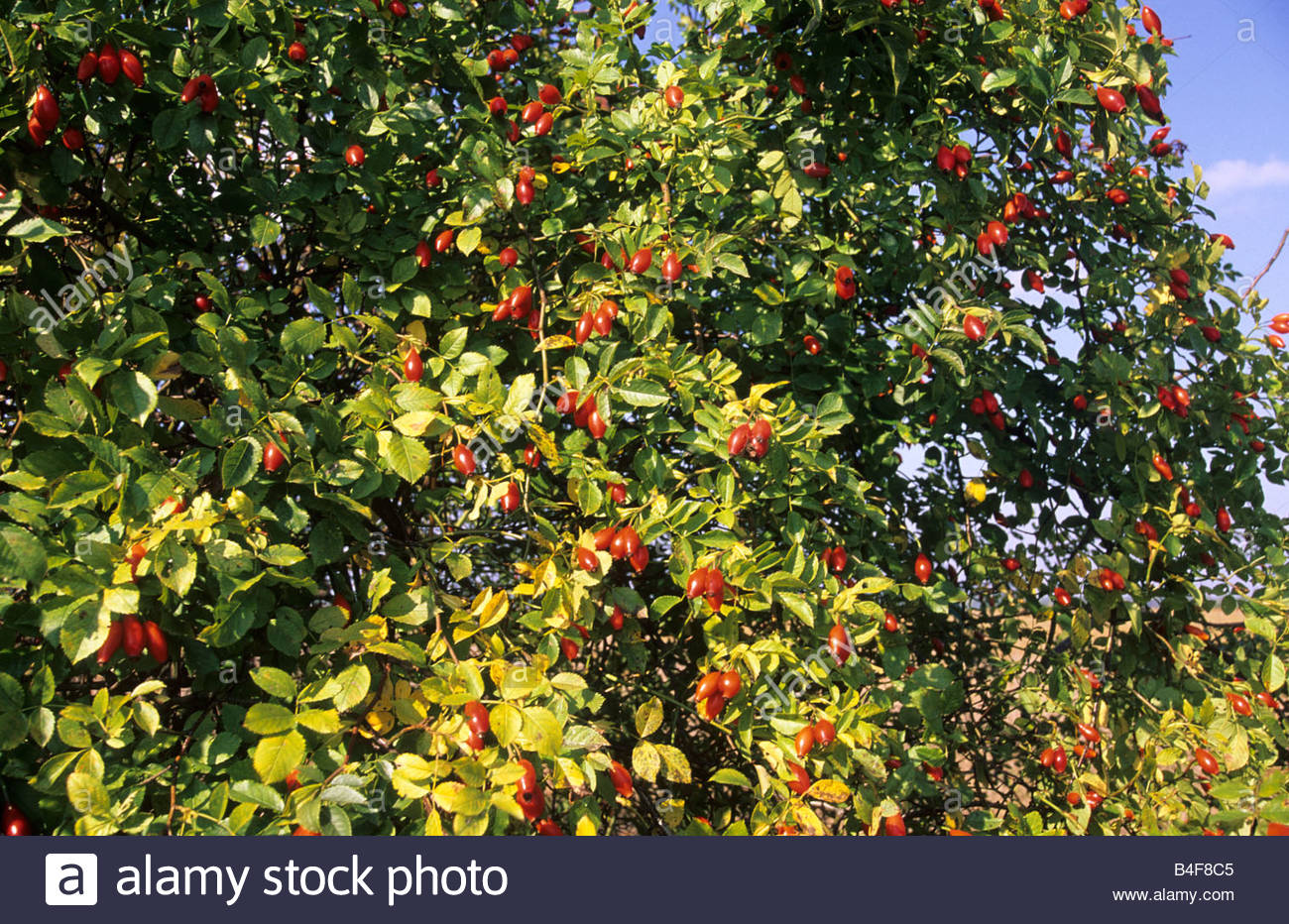 Rosehip Stock Photos & Rosehip Stock Images Alamy