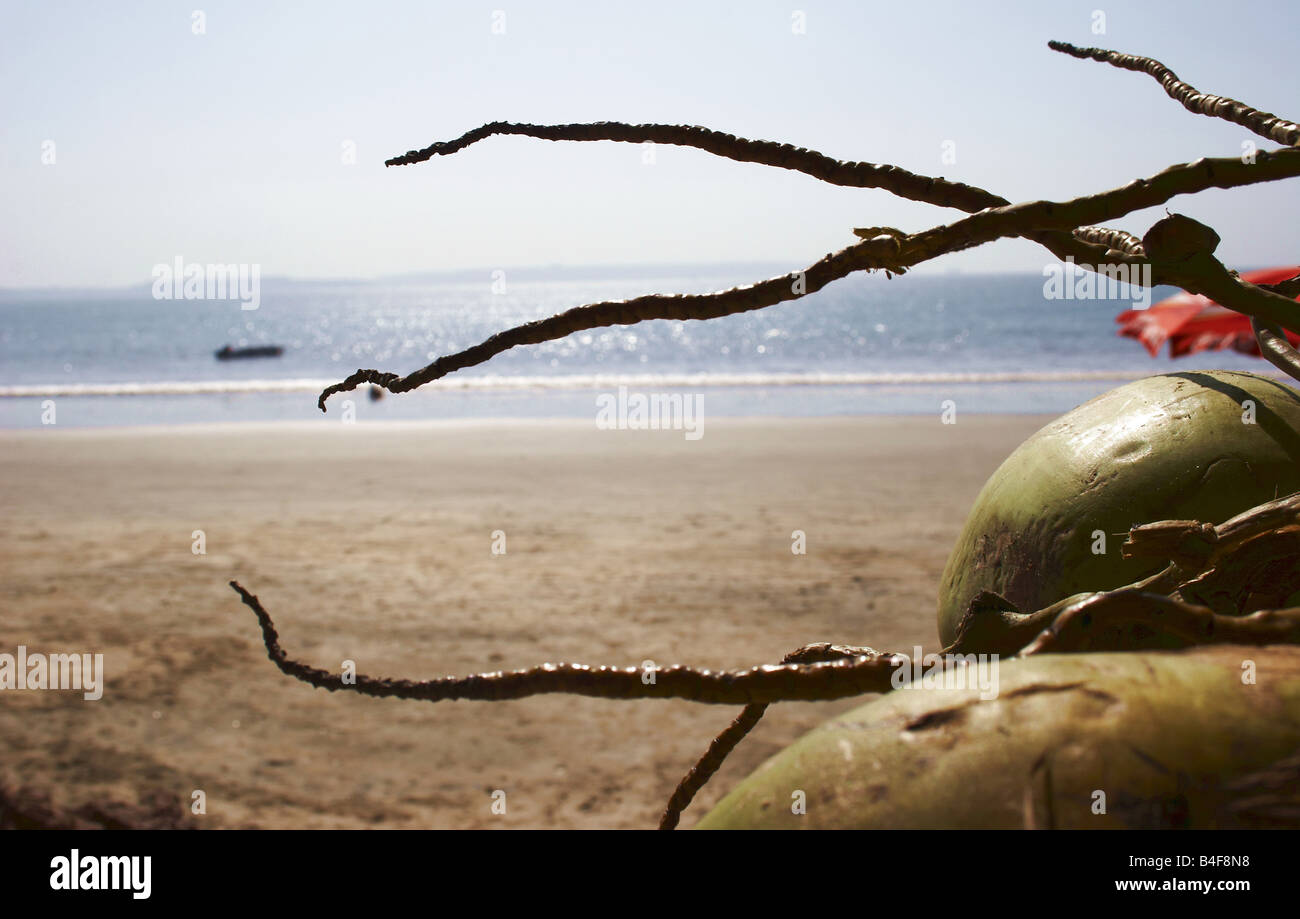 Fresh coconuts near the ocean Stock Photo Alamy
