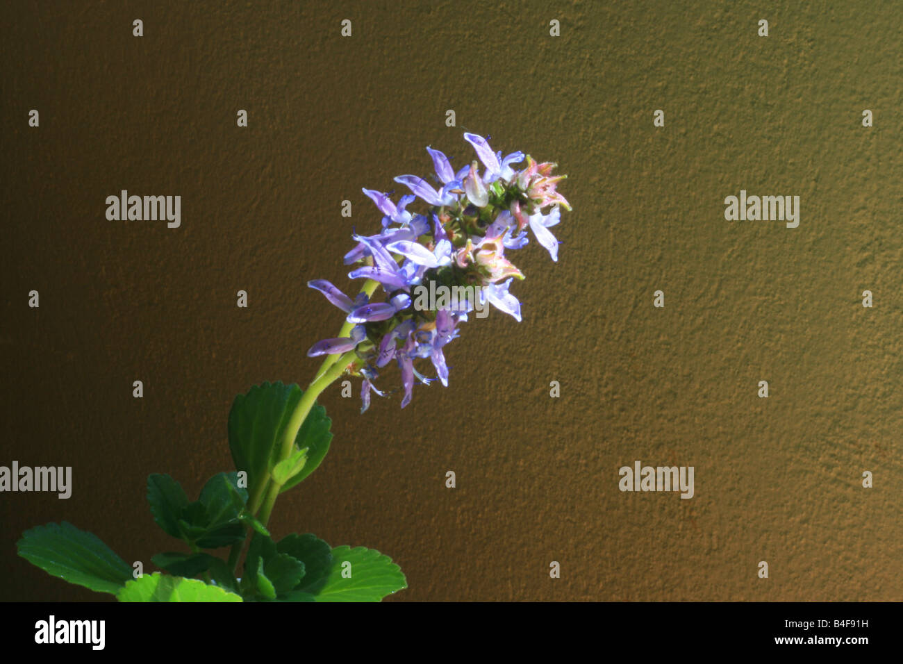 Plectrancthus neochillus blossom and leaves Stock Photo