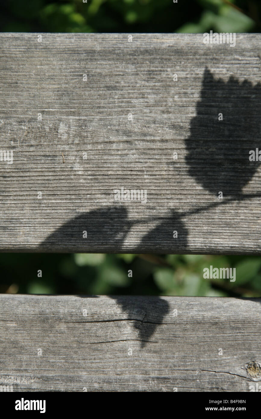 Green Leaves Shadow On Wooden Park Bench Stock Photo 20005657 Alamy