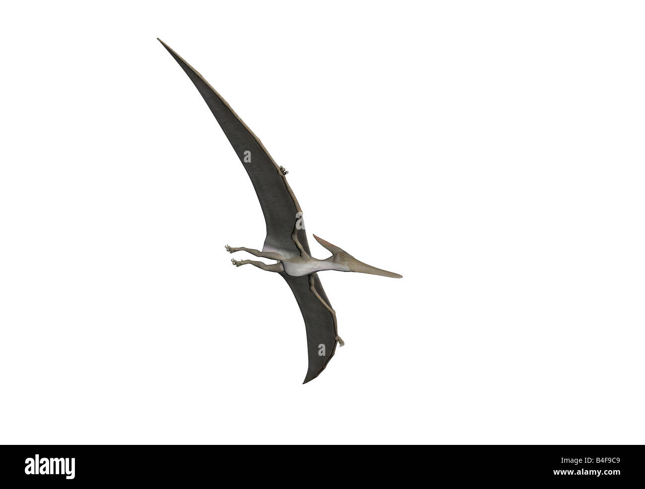 Pterodactyl Or Pteranodon Dinosaur Isolated Over White Stock Photo