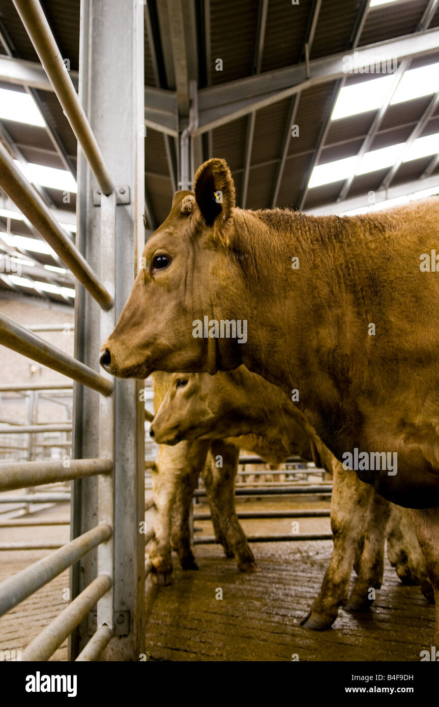 Cattle at Dingwall Mart, Rossshire, Scotland Stock Photo Alamy